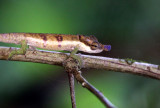 REPTILE - CHAMELEON - CALUMMA BOETTGERI -  BLUE-NOSED CHAMELEON - MONTAGNE DAMBRE NATIONAL PARK MADAGASCAR (6).JPG