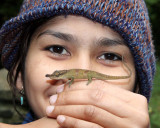 REPTILE - CHAMELEON - CALUMMA BOETTGERI - BLUE-NOSED CHAMELEON -  MONTAGNE DAMBRE NATIONAL PARK (13).JPG