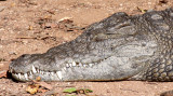 REPTILE - CROCODILE - NILE CROCODILE - BERENTY RESERVE MADAGASCAR (6).JPG