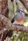 BIRD - COUA - CRESTED COUA - COUA CRISTATA - KIRINDY NATIONAL PARK - MADAGASCAR (9).JPG