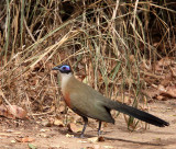 BIRD - COUA - GIANT COUA - COUA GIGAS - KIRINDY NATIONAL PARK - MADAGASCAR (9).JPG