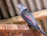 BIRD - CUCKOO-ROLLER - MADAGASCAR CUCKOO ROLLER - LEPTOSOMUS DISCOLOR - ANDISABE NATIONAL PARK MADAGASCAR (3).JPG