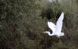 BIRD - EGRET - GREAT EGRET - KIRINDY NATIONAL PARK - MADAGASCAR (8).JPG
