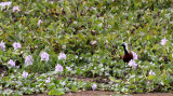 BIRD - JACANA - MADAGASCAR JACANA - ACTOPHILORNIS ALBINUCHA - KIRINDY NATIONAL PARK - MADAGASCAR.JPG