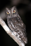 BIRD - OWL - MADAGASCAR SCOPS OWL - ANKARANA NATIONAL PARK MADAGASCAR (11).JPG