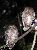 BIRD - OWL - MADAGASCAR SCOPS OWL - ANKARANA NATIONAL PARK MADAGASCAR (4).JPG