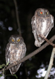 BIRD - OWL - MADAGASCAR SCOPS OWL - ANKARANA NATIONAL PARK MADAGASCAR (9).JPG
