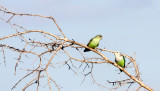 BIRD - PARROT - GREY-HEADED LOVE BIRDS - KIRINDY NATIONAL PARK - MADAGASCAR (4).JPG