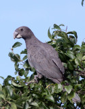 BIRD - PARROT - LESSER VASA PARROT - ANDOHAHELA NATIONAL PARK MADAGASCAR (8).JPG