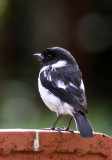 BIRD - STONECHAT - COMMON STONECHAT - MONTAGNE DAMBRE NATIONAL PARK MADAGASCAR (3).JPG