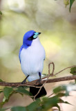 BIRD - VANGA - BLUE VANGA - ANKARANA NATIONAL PARK MADAGASCAR (11).JPG