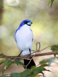 BIRD - VANGA - BLUE VANGA - ANKARANA NATIONAL PARK MADAGASCAR (12).JPG