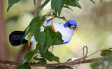 BIRD - VANGA - BLUE VANGA - ANKARANA NATIONAL PARK MADAGASCAR (7).JPG