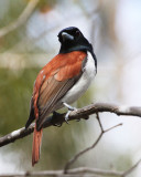 BIRD - VANGA - RUFOUS VANGA - SCHETBA RUFA - KIRINDY NATIONAL PARK - MADAGASCAR (11).JPG