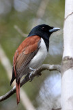 BIRD - VANGA - RUFOUS VANGA - SCHETBA RUFA - KIRINDY NATIONAL PARK - MADAGASCAR (5).JPG