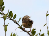 BIRD - WARBLER - MADAGASCAR SWAMP WARBLER - KIRINDY NATIONAL PARK - MADAGASCAR (7).JPG