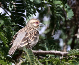 BIRD - WEAVER - SAKALAVA WEAVER - ANDOHAHELA NATIONAL PARK MADAGASCAR (11).JPG