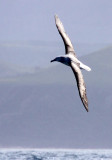 BIRD - ALBATROSS - SHY ALBATROSS - PLETTENBERG BAY SOUTH AFRICA (8).JPG