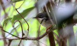 BIRD - APALIS - BAR-THROATED APALIS - APALIS THORACICA - TSITSIKAMMA NATIONAL PARK SOUTH AFRICA.JPG