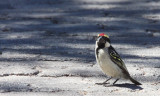 BIRD - BARBET - ACACIA PIED BARBET - TRICHOLAEMA LEUCOMELAS - ETOSHA NATIONAL PARK NAMIBIA (4).JPG