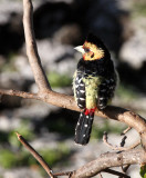 BIRD - BARBET - CRESTED BARBET - TRACHYPHONUS VAILLANTI - KRUGER NATIONAL PARK SOUTH AFRICA (9).JPG