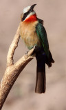 BIRD - BEE-EATER - WHITE-FRONTED BEE-EATER - MEROPS BULLOCKOIDES - CHOBE NATIONAL PARK BOTSWANA (5).JPG