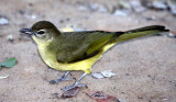 BIRD - BULBUL - AFRICAN YELLOW-BELLIED GREENBUL - CHLOROCHICHLA FLAVIVENTRIS - BWABWATA NATIONAL PARK NAMIBIA (4).JPG