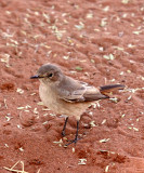 BIRD - CHAT - FAMILIAR CHAT - CERCOMELA FAMILIARIS - SOSSUSVLEI, NAMIB NAUKLUFT NATIONAL PARK, NAMIBIA (5).JPG