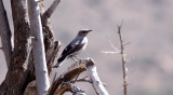 BIRD - CHAT - MOUNTAIN WHEATEAR CHAT - OENANTHE MONTICOLA - KAROO NATIONAL PARK SOUTH AFRICA (2).JPG