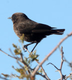 BIRD - CHAT - SOTHERN ANTEATING CHAT - MYRMECOCICHLA FORMICIVORA - ETOSHA NATIONAL PARK NAMIBIA (6).JPG