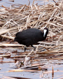 BIRD - COOT - RED-KNOBBED COOT - FULICA CRISTATA - WEST COAST NATIONAL PARK SOUTH AFRICA (3).JPG