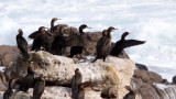 BIRD - CORMORANT - CAPE CORMORANT - PHALACROCORAX CAPENSIS - BIRD ISLAND LAMBERTS BAY SOUTH AFRICA (14).JPG