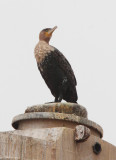 BIRD - CORMORANT - WHITE-BREASTED CORMORANT - PHALACROCORAX LUCIDA  - SKELETON COAST NAMIBIA (2).JPG