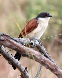 BIRD - COUCAL - BURCHELLS COUCAL - CENTROPUS BURCHELLI - SAINT LUCIA NATURE RESERVES SOUTH AFRICA (5).JPG