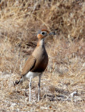BIRD - COURSER - BURCHELLS COURSER - CURSORIUS RUFUS - ETOSHA NATIONAL PARK NAMIBIA (10).JPG
