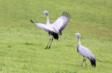 BIRD - CRANE - BLUE CRANE - GARDEN ROUTE SOUTH AFRICA (37).JPG