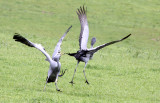 BIRD - CRANE - BLUE CRANE - GARDEN ROUTE SOUTH AFRICA (46).JPG