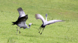 BIRD - CRANE - BLUE CRANE - GARDEN ROUTE SOUTH AFRICA (48).JPG