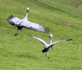 BIRD - CRANE - BLUE CRANE - GARDEN ROUTE SOUTH AFRICA (53).JPG