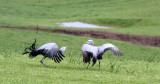 BIRD - CRANE - BLUE CRANE - GARDEN ROUTE SOUTH AFRICA (66).JPG