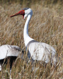 BIRD - CRANE - WATTLED CRANE - KHWAI CAMP OKAVANGO BOTSWANA (26).JPG