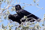 BIRD - CROW - CAPE OR BLACK CROW - CORVUS CAPENSIS - ETOSHA NATIONAL PARK NAMIBIA (4).JPG