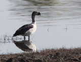 BIRD - DUCK - KNOB-BILLED OR COMB DUCK - SARKIDIORNIS MELANOTOS - CHOBE NATIONAL PARK BOTSWANA (7).JPG