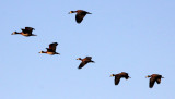 BIRD - DUCK - WHITE-FACED DUCK - CHOBE NATIONAL PARK BOTSWANA (2).JPG