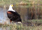 BIRD - EAGLE - AFRICAN FISH EAGLE - KHWAI CAMP OKAVANGO BOTSWANA (4).JPG