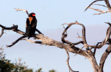 BIRD - EAGLE - BATELEUR - KHWAI CAMP OKAVANGO BOTSWANA (3).JPG