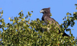 BIRD - EAGLE - MARTIAL EAGLE - POLEMAETUS BELLICOSUS - KRUGER NATIONAL PARK SOUTH AFRICA (4).JPG
