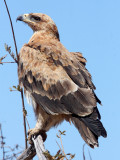 BIRD - EAGLE - TAWNY EAGLE - ETOSHA NATIONAL PARK NAMIBIA (12).JPG