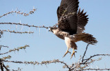 BIRD - FALCON - LANNER FALCON - FALCO BIARMICUS - ETOSHA NATIONAL PARK NAMIBIA (2).JPG