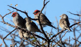 BIRD - FINCH - RED-HEADED FINCH - AMADINA ERYTHROCEPHALA - ETOSHA NATIONAL PARK NAMIBIA (2).JPG